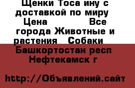 Щенки Тоса-ину с доставкой по миру › Цена ­ 68 000 - Все города Животные и растения » Собаки   . Башкортостан респ.,Нефтекамск г.